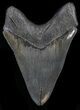 Bargain, Serrated Megalodon Tooth - Georgia #41147-2